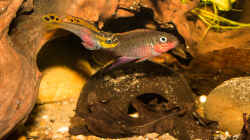 tolles Paar -- Pelvicachromis taeniatus ´nigeria red´