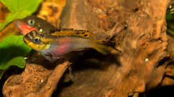 Pelvicachromis taeniatus ´nigeria red´