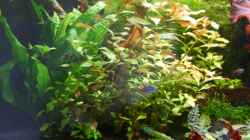 Pflanzen im Aquarium Becken 2871