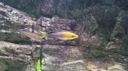Cyprichromis leptosoma ´jumbo´ yellow head mpimpwe