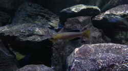 Cyprichromis leptosoma ´jumbo´ yellow head mpimpwe