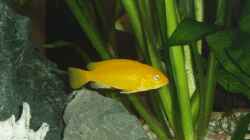 Labidochromis Yellow W