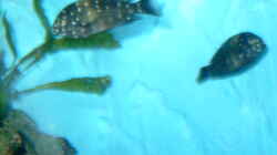 Besatz im Aquarium Becken 295