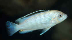 Labidochromis sp.nkali 