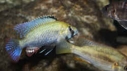 Astatotilapia calliptera Männchen 
