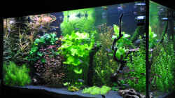 Aquarium Planted world