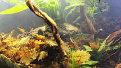Pflanzen im Aquarium Chao phraya