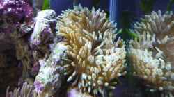 Pflanzen im Aquarium Fluval Reef M40