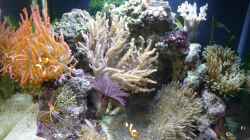 Pflanzen im Aquarium Fluval Reef M40