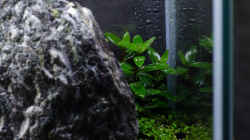 Pflanzen im Aquarium Iwagumipfütze