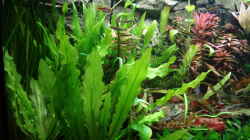 Pflanzen im Aquarium Juwel 450