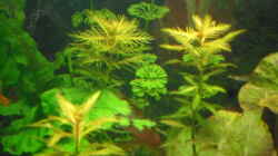 Pflanzen im Aquarium mini becken