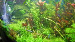 Pflanzen im Aquarium Becken 30905
