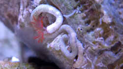 hübscher kleiner Röhrenwurm (ca 0,5cm) auf der Scoly