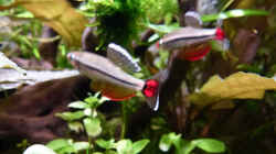 Imponierende Vietnamesische Kardinalfische b
