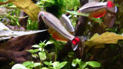 Imponierende Vietnamesische Kardinalfische c