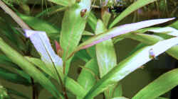 Hygrophila Siamensis