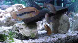 Dekoration im Aquarium Becken 3101