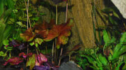 Roter Tigerlotus - Blätter erreichen schon Oberfläche