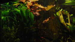 Roter Tigerlotus mit Echinodorus Bleheri im Hintergrund