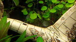 Pflanzen im Aquarium Becken 31065