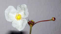 Blüte von Echinodorus Ozelot