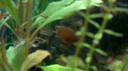 Colisa sota, roter Honigfadenfisch, voll der Rotzlöffel, hält alles im AQ auf Trapp
