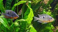 Besatz im Aquarium Amazonas Gesellschaftsbecken