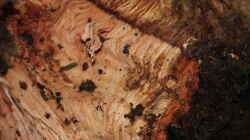 Oak wood (Quercus ilex)