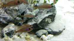Paracyprichromis und Schneckenbuntbarsche im Hintergrund