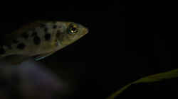 Fossorochromis rostratus .. der ´Kleine´ .. Abendstimmung ohne Blitz fotografiert