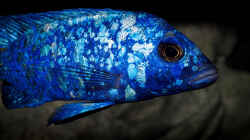 Placidochromis phenochilus Tanzania .. ein aktuelles Bild seiner Färbung!!