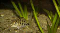 auch der kleine (noch) Räuber tummelt gerne im bespflanzten Teil des Beckens [Fossorochromis