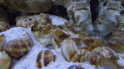 Besatz im Aquarium Tanganjika Buddelzwerge