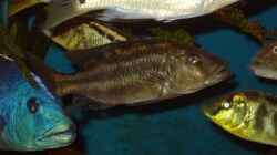Nimbochromis fuscotaeniatus, F2NZ