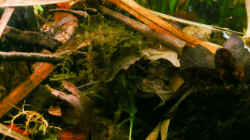 Pflanzen im Aquarium Enigmatochromis II