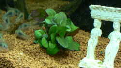 Pflanzen im Aquarium Becken 3177