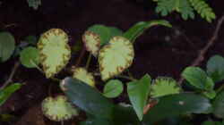 Begonia bowerae (Steckling)