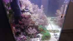Aquarium Weichkorallenbecken