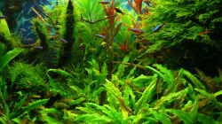 Pflanzen im Aquarium Green Forest(aufgelöst)