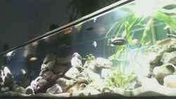 Aquariumwebcam
