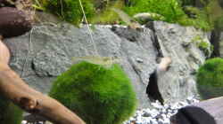 Die Mooskugeln (Cladophora aegagropila) - da sitzen die Amano-Garnelen gern drauf.