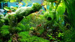 Pflanzen im Aquarium Gaja