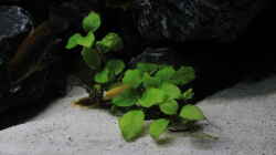 Pflanzen im Aquarium Mbuna reef