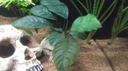 Anubias barteri var. coffeifolia (Kaffeeblättriges Speerblatt)