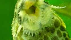 Lanzenharnischwels (Rineloricaria lanceolata) deutlich erkennt man den Bart