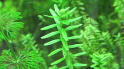 Rotala sp. green
