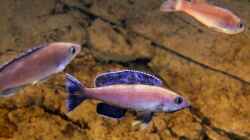 Cyprichromis leptosoma Kitumba