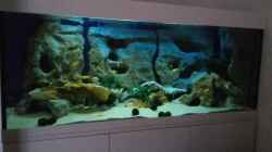 Aquarium Mbuna-Becken