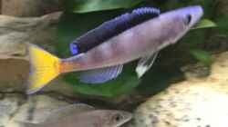 Cyprichromis Leptosoma blue flash Isanga 